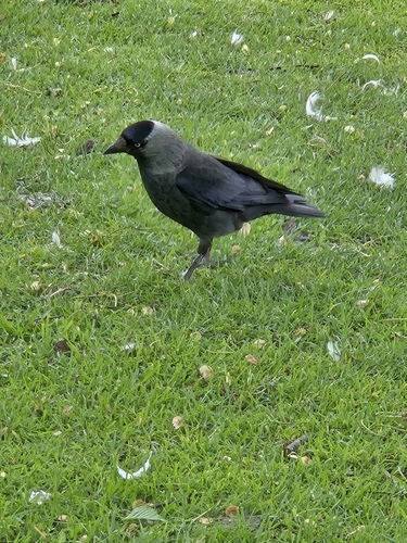 Eurasian Jackdaw