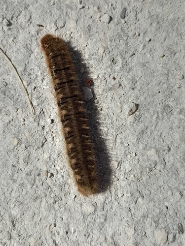 Oak Eggar
