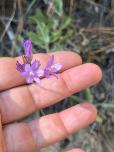iNaturalist observation photo of blue dicks