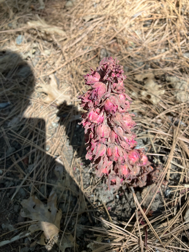 iNaturalist observation photo of Snowplant