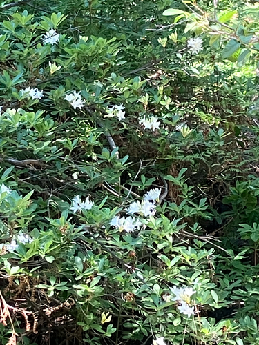 iNaturalist observation photo of western azalea