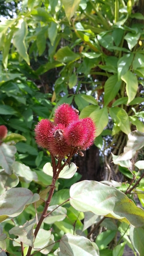 Lipsticktree