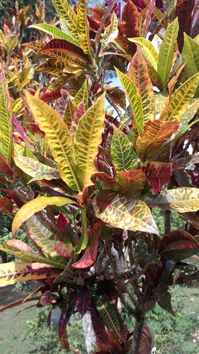 Variegated Croton