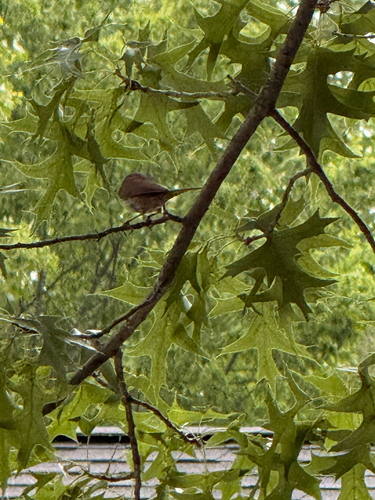 Northern House Wren