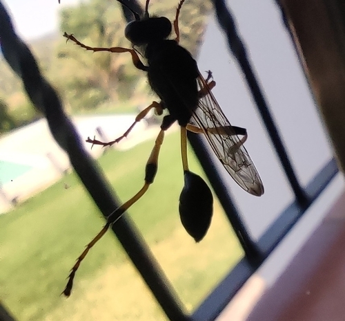 Sceliphron spirifex