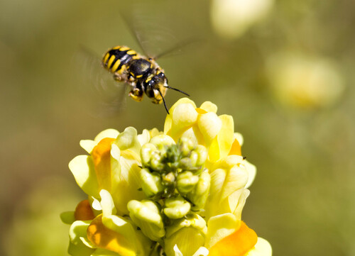 European Woolcarder Bee