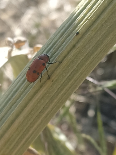 Tituboea sexmaculata