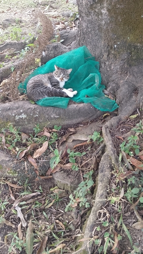Domestic Cat