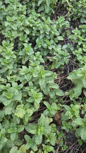 Apple Mint