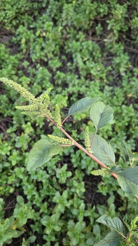 Spleen Amaranth