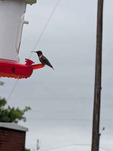 Ruby-throated Hummingbird