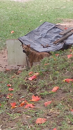 Domestic Dog