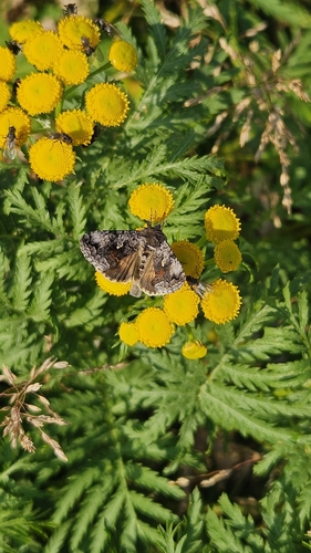 Scarce Silver Υ Moth