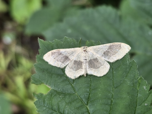 Riband Wave