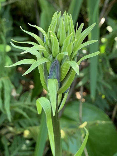 great camas