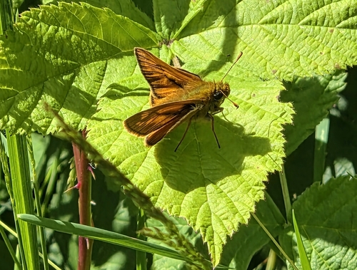Large Skipper