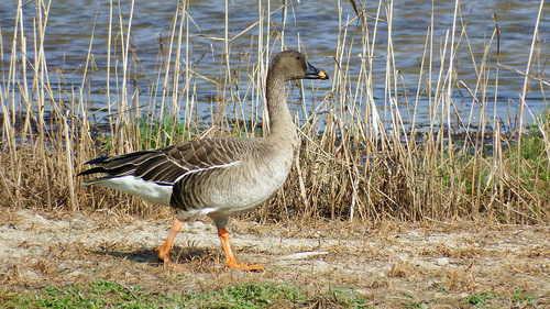 Tundra Bean Goose