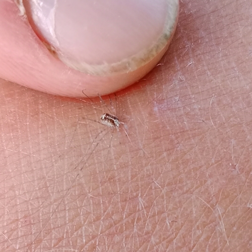 Fork-palped Harvestman