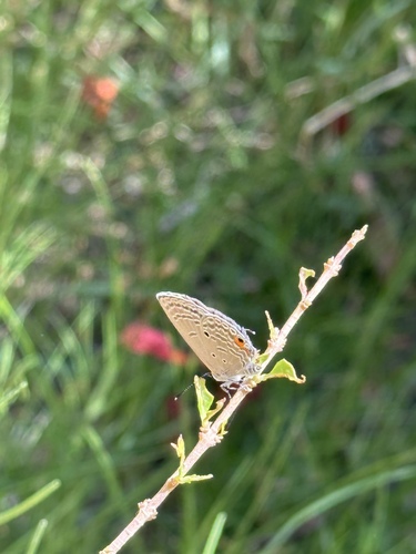 Plains Cupid