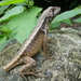 West Ecuadorian Whorl-tailed Iguana - Photo (c) Geomaira, all rights reserved, uploaded by Geomaira
