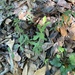 Phyllanthus liebmannianus platylepis - Photo 由 Emily Ryan 所上傳的 (c) Emily Ryan，保留所有權利