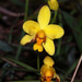 Spathoglottis pubescens - Photo (c) Carol Kwok, kaikki oikeudet pidätetään, lähettänyt Carol Kwok