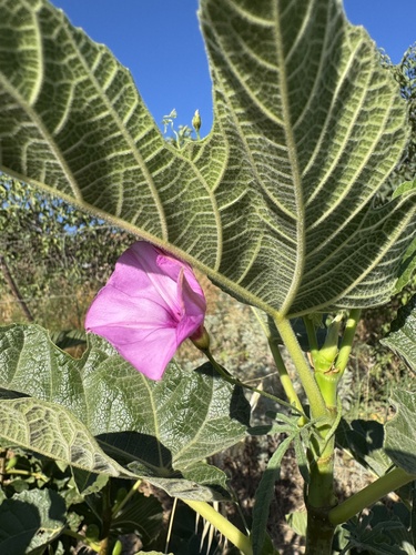 Mallow Bindweed