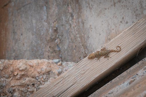 Algerian Fan-fingered Gecko