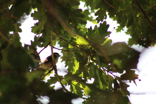 Great Tit