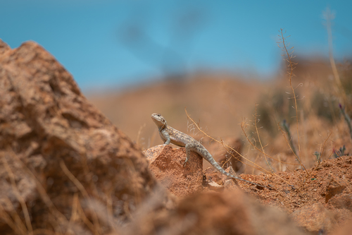 Bibron's Agama