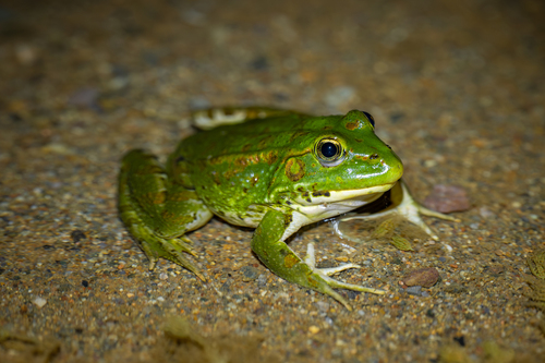 Sahara Frog