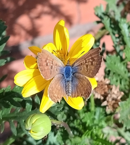 Leptotes trigemmatus