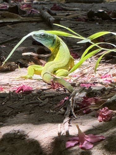 Western Green Lizard