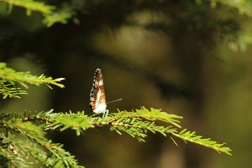 Eurasian White Admiral