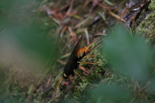 Giant Woodwasp