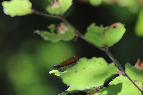Beautiful Demoiselle