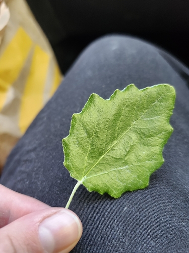 white poplar