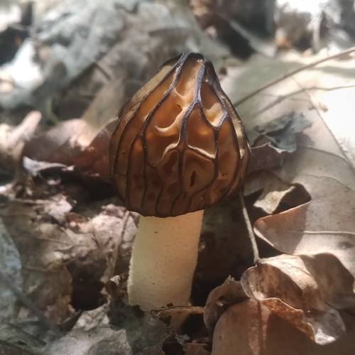 Semifree Morel