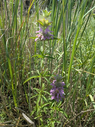 lemon beebalm