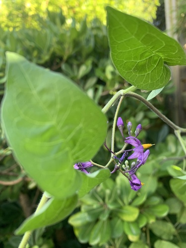 bittersweet nightshade