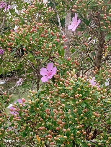 Pleroma mutabile