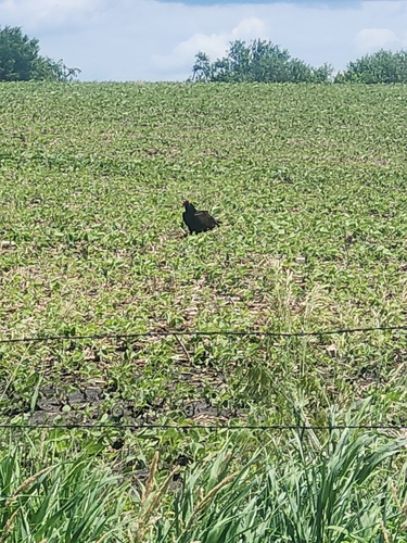Turkey Vulture