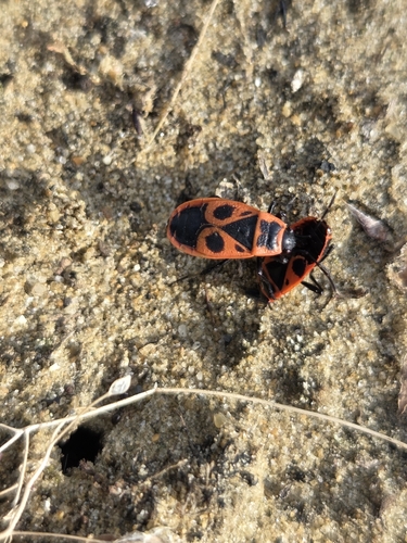European Firebug