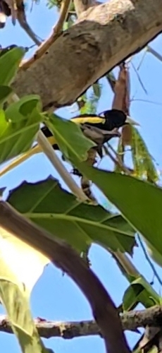Yellow-winged Cacique (Cassiculus melanicterus)