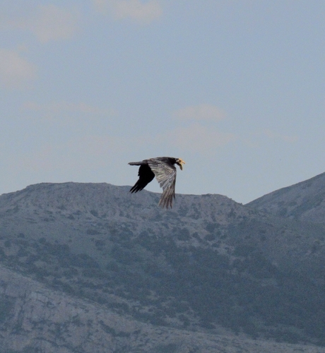 Common Raven