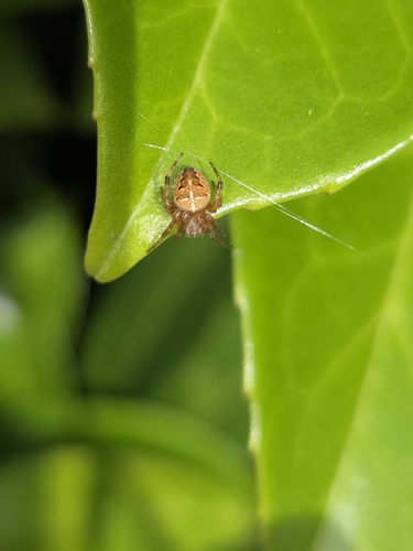 Cross Orbweaver