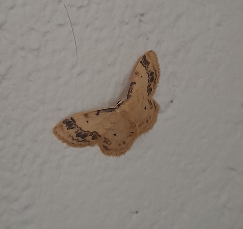 Treble Brown-spot