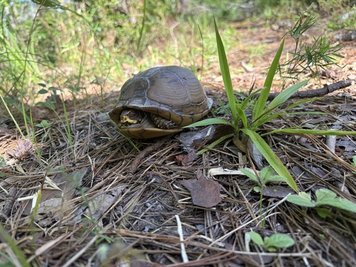 Three-toed Box Turtle