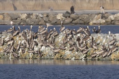 California Brown Pelican