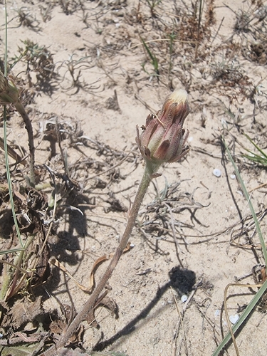 Picris sinuata
